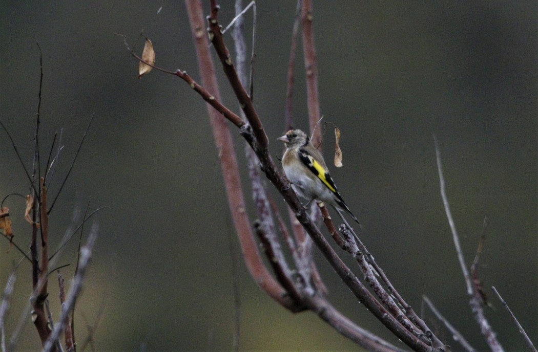 European Goldfinch