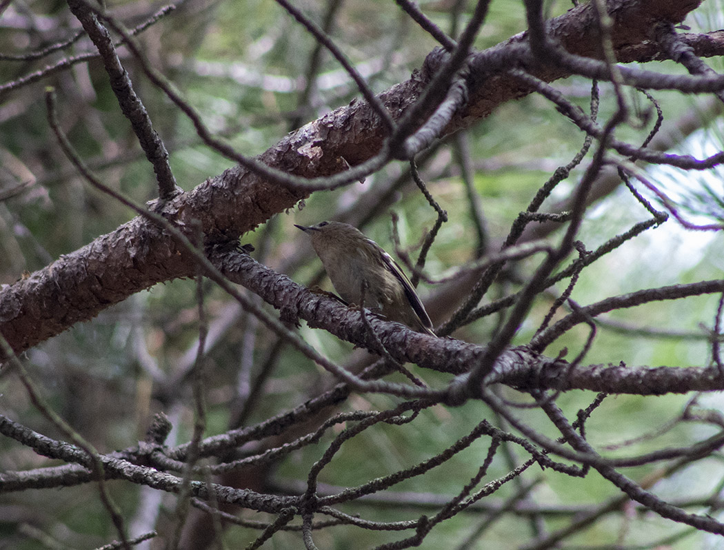 Goldcrest