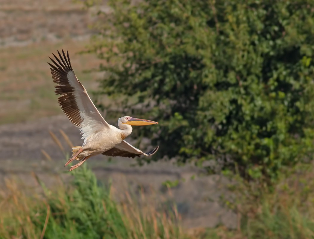 Great White Pelican