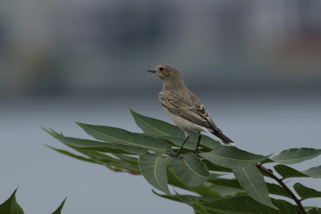 Northern Wheatear
