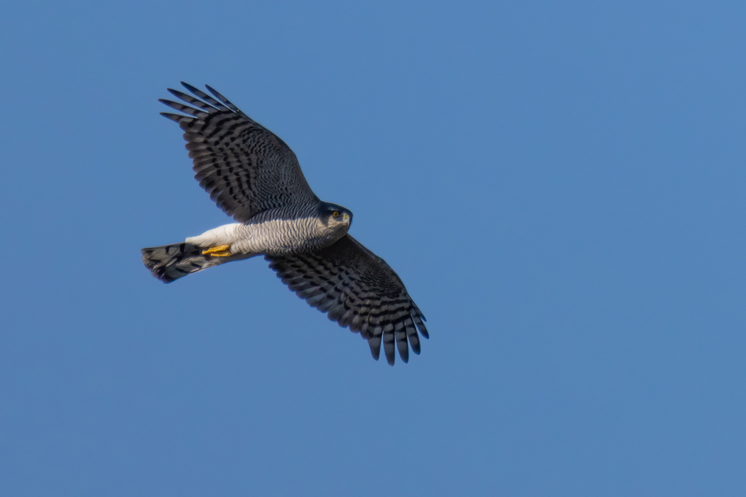 Eurasian Sparrowhawk