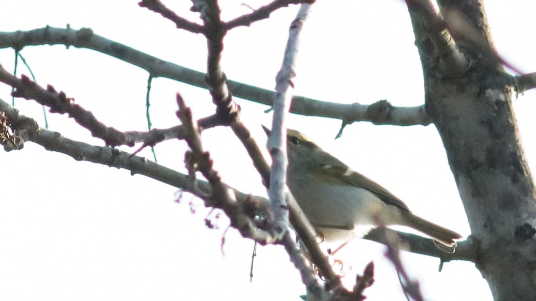 Pallas`s Leaf Warbler