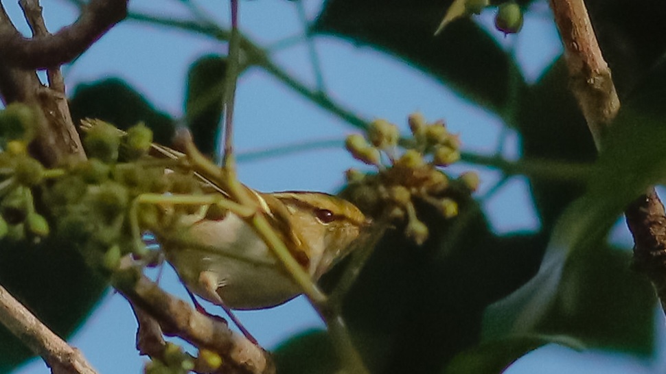 Pallas`s Leaf Warbler