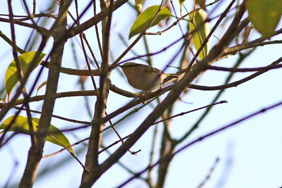 Pallas`s Leaf Warbler