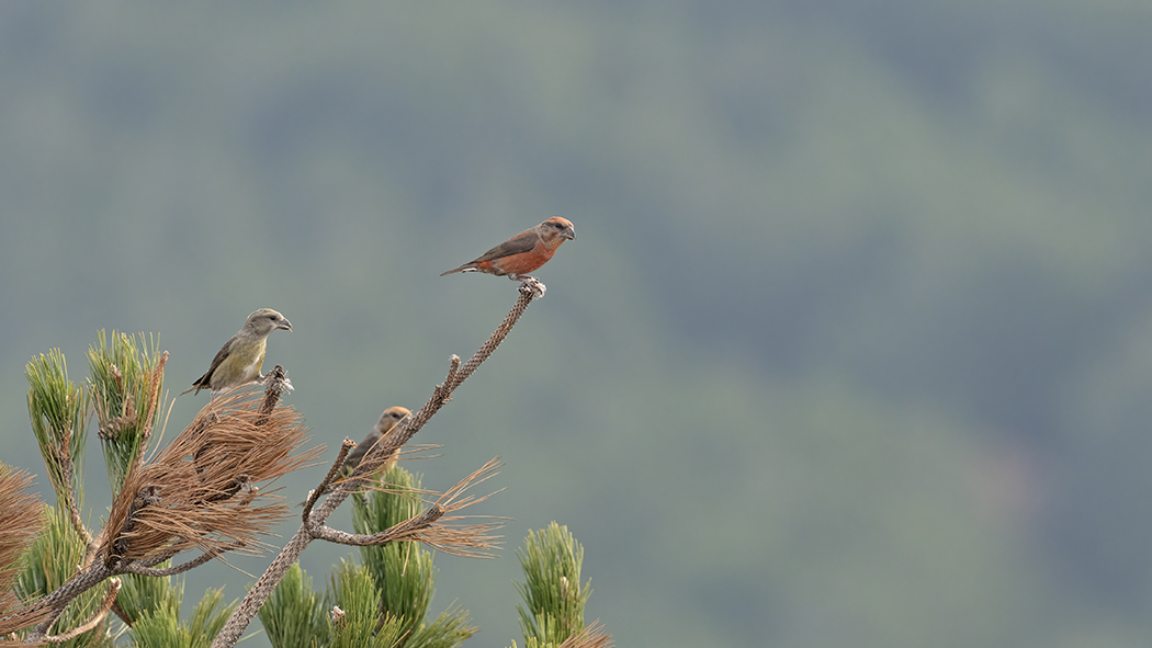 Red Crossbill