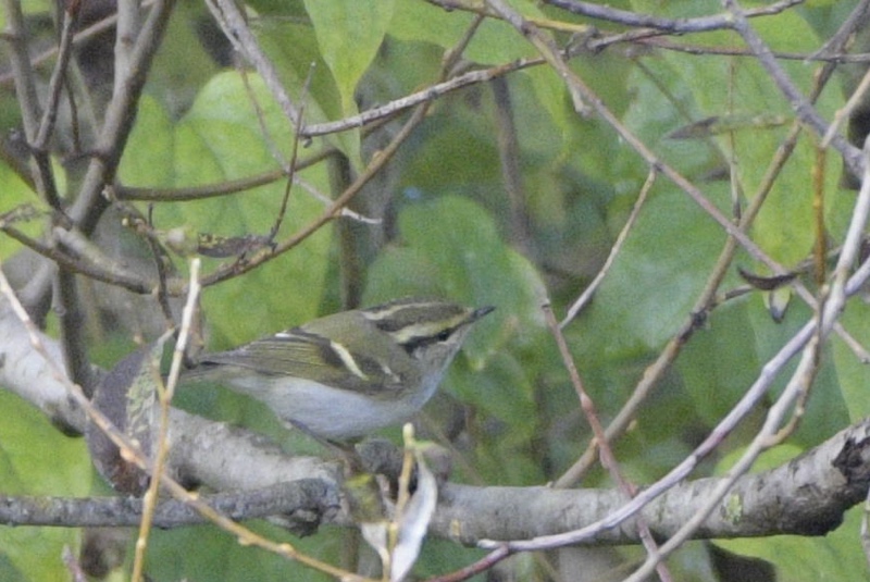 Pallas`s Leaf Warbler