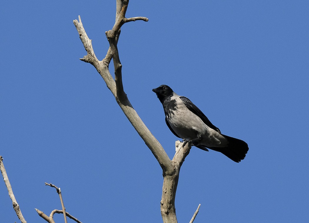 Hooded Crow