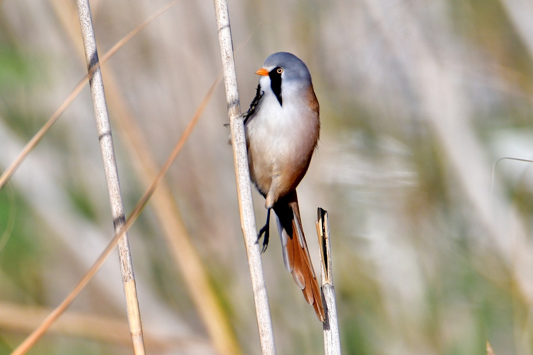 Bearded Reedling