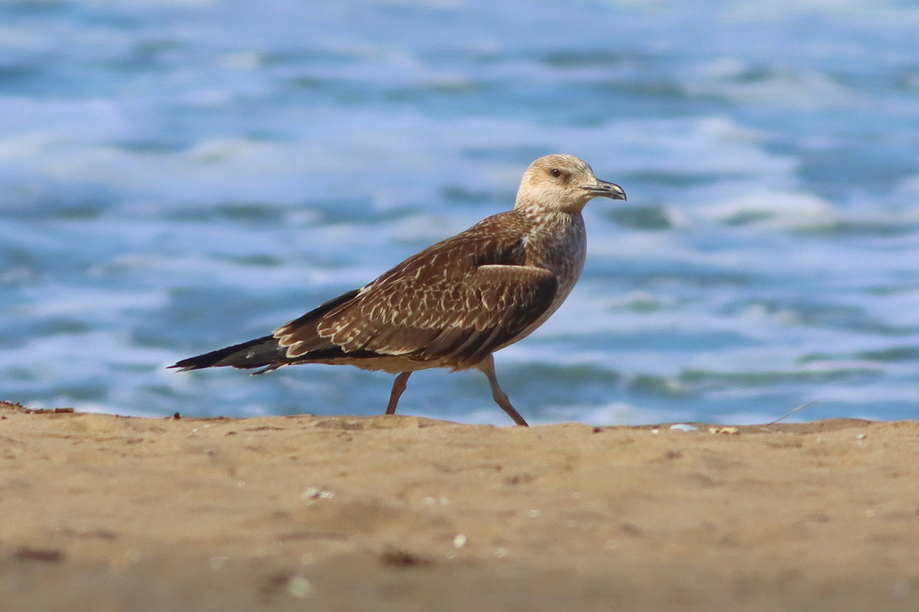 Lesser Black-backed Gull