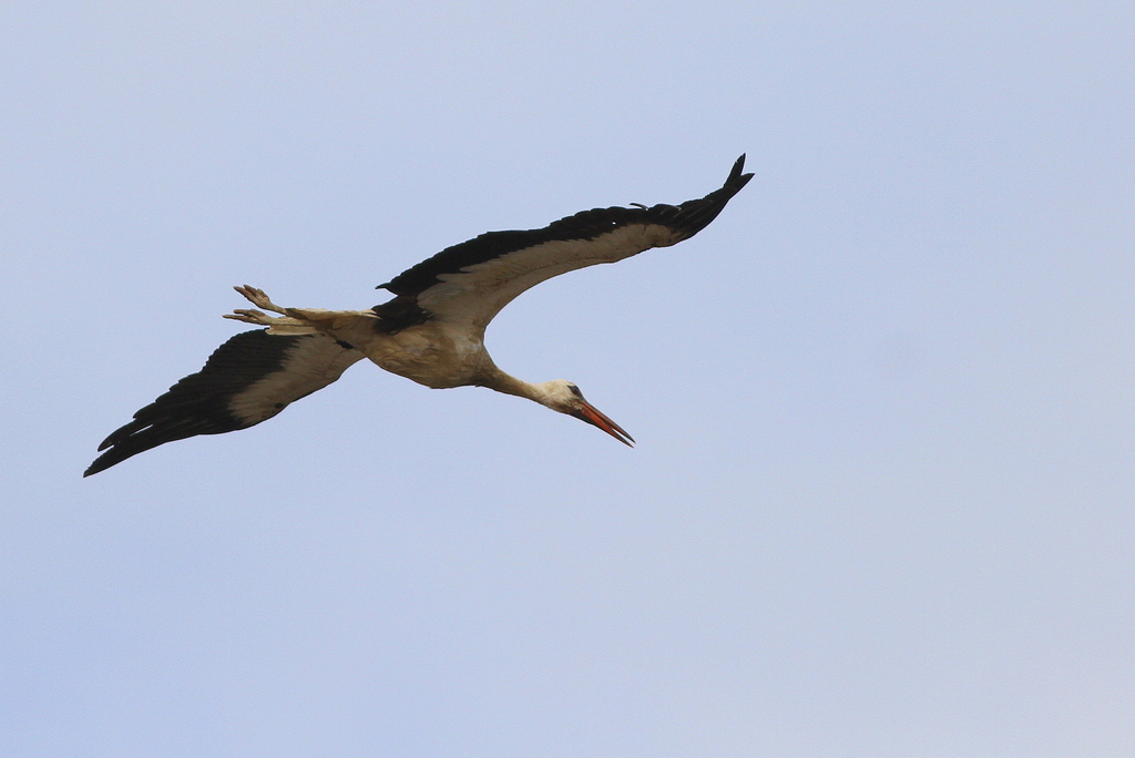 White Stork