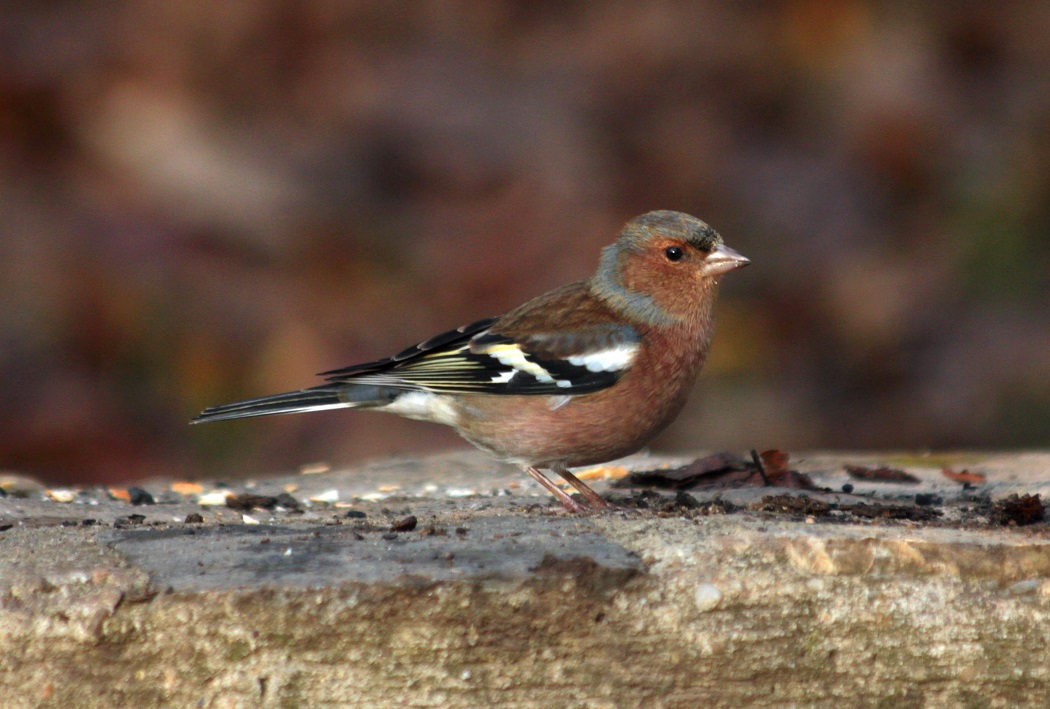 Eurasian Chaffinch