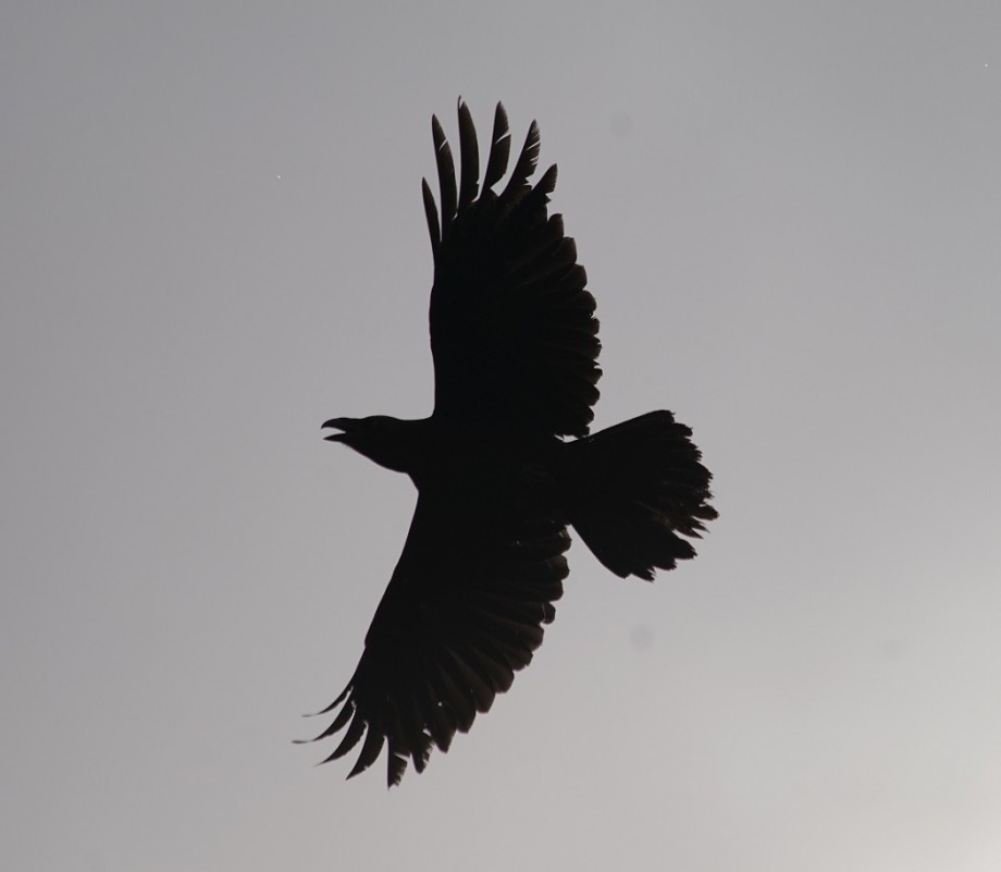 Northern Raven