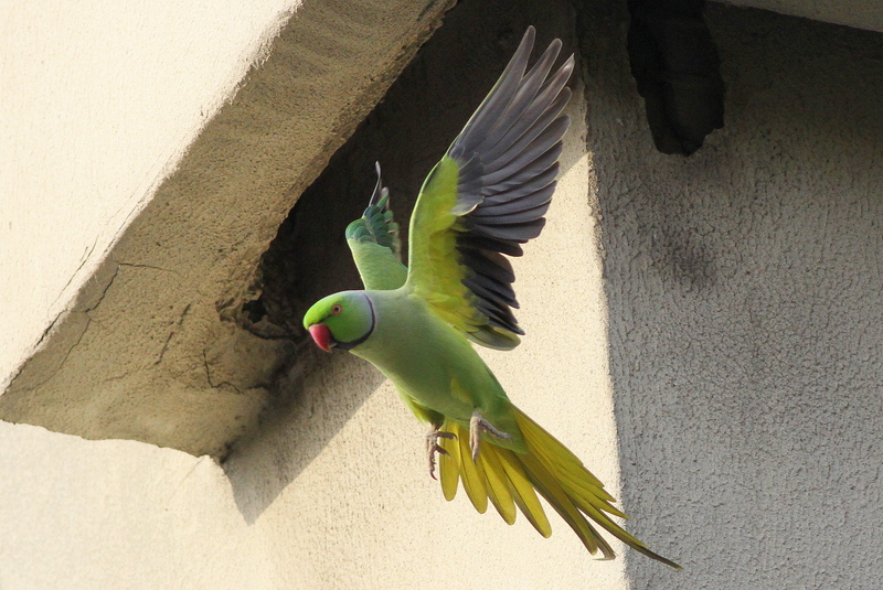 Rose-ringed Parakeet