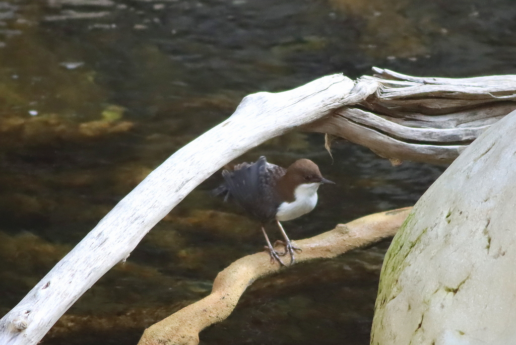 White-throated Dipper