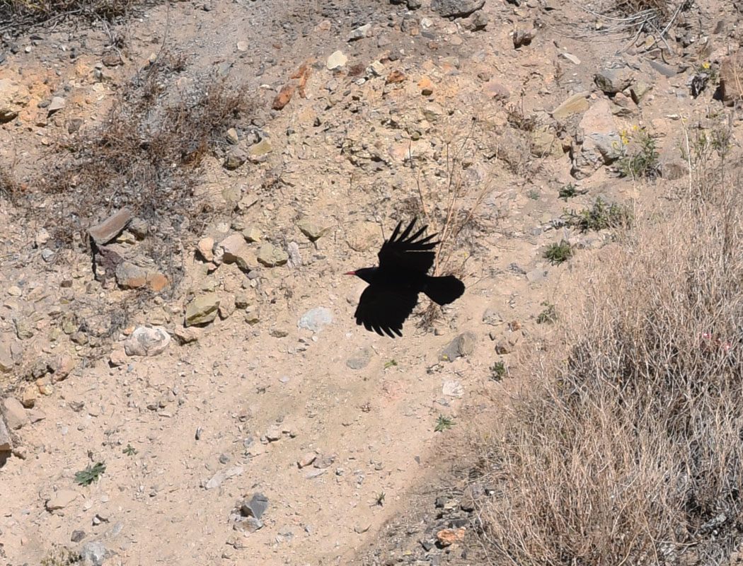 Red-billed Chough