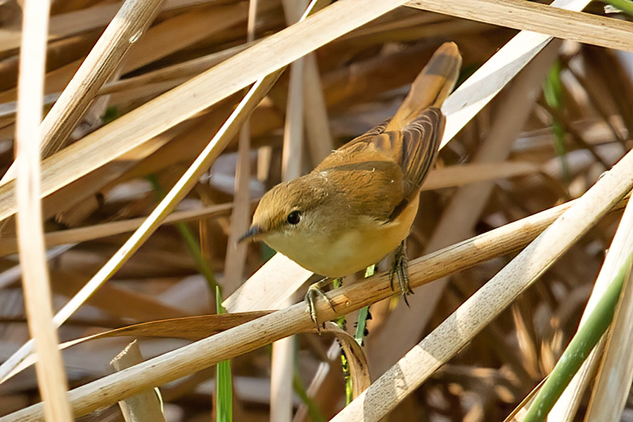 Common Reed Warbler