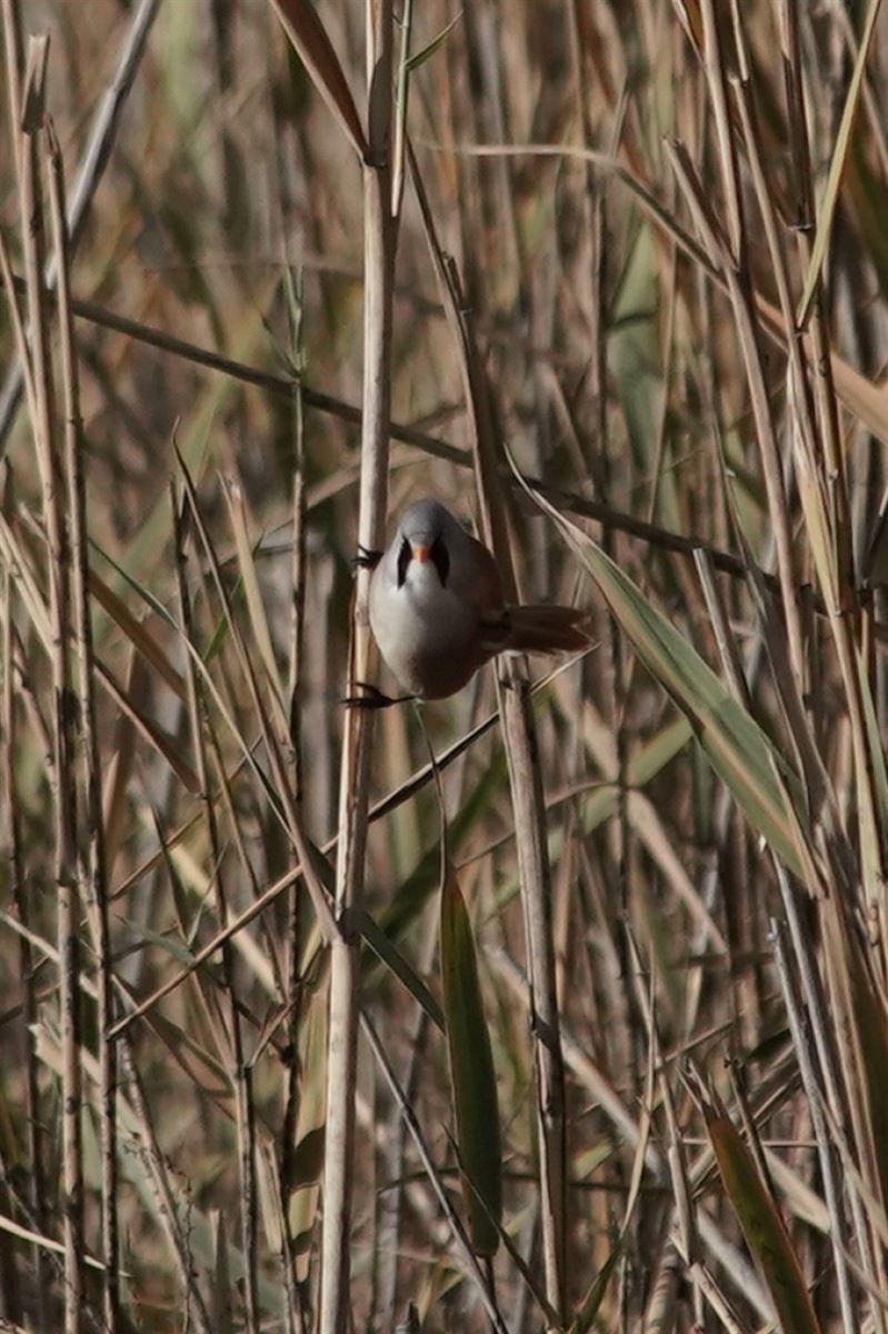 Bearded Reedling