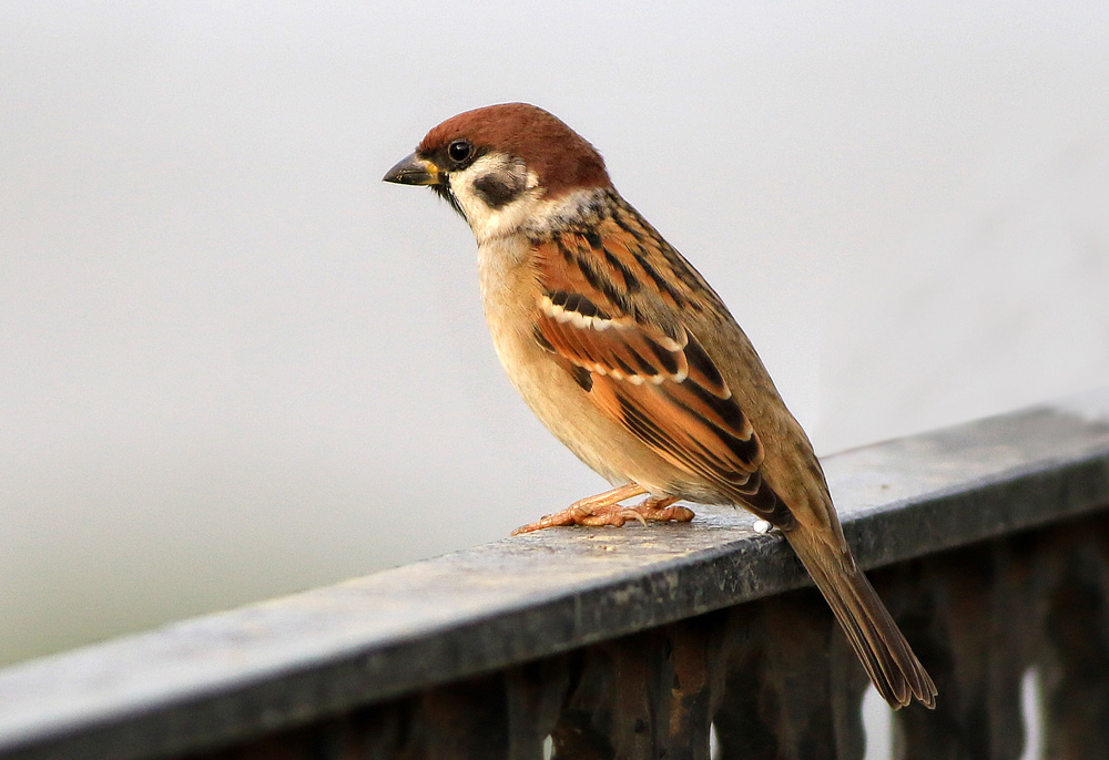 Eurasian Tree Sparrow