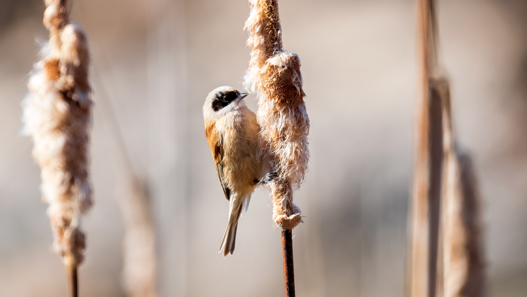 Eurasian Penduline Tit
