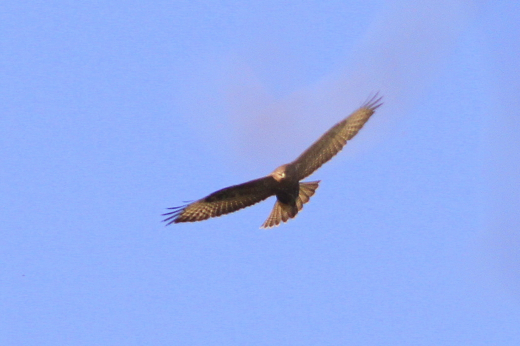 Common Buzzard