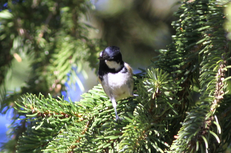 Coal Tit