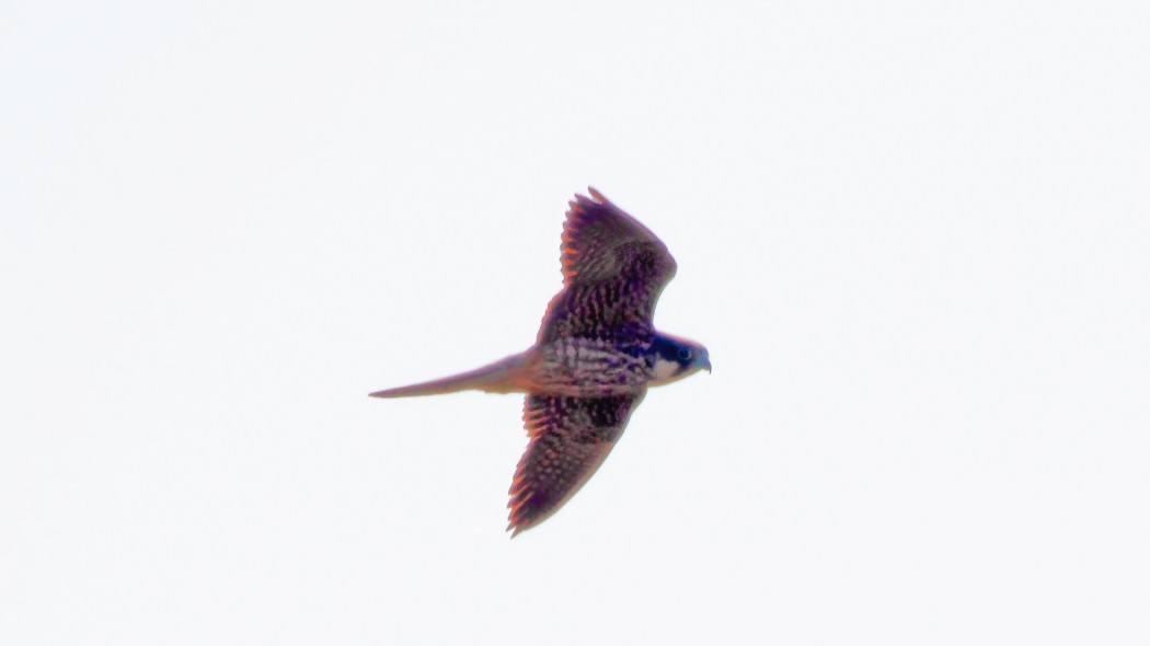 Eleonora`s Falcon