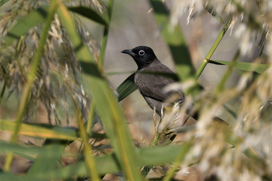 White-spectacled Bulbul
