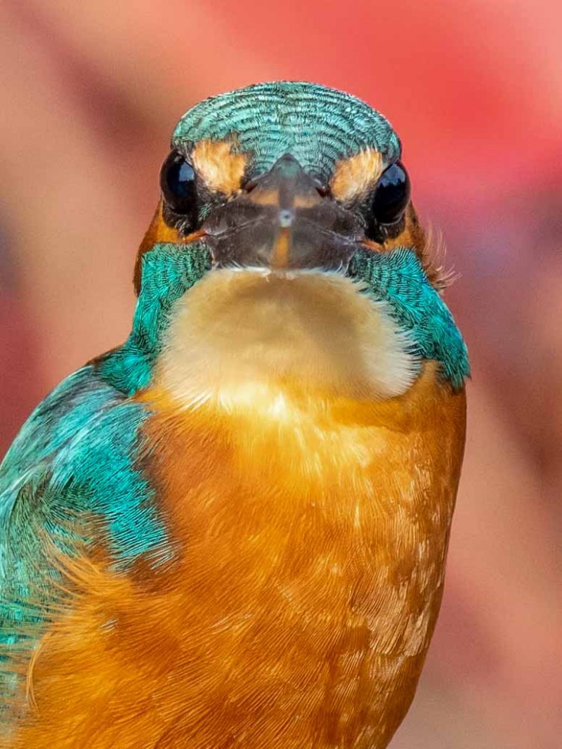 Common Kingfisher