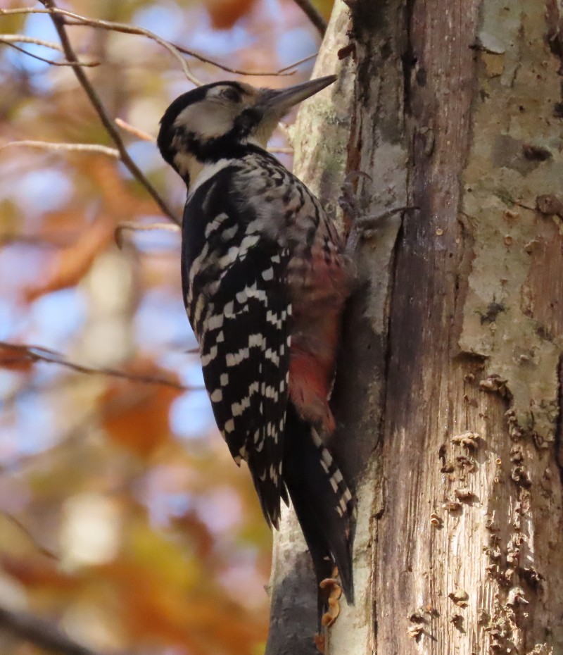 White-backed Woodpecker