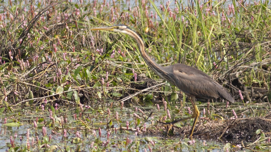 Purple Heron