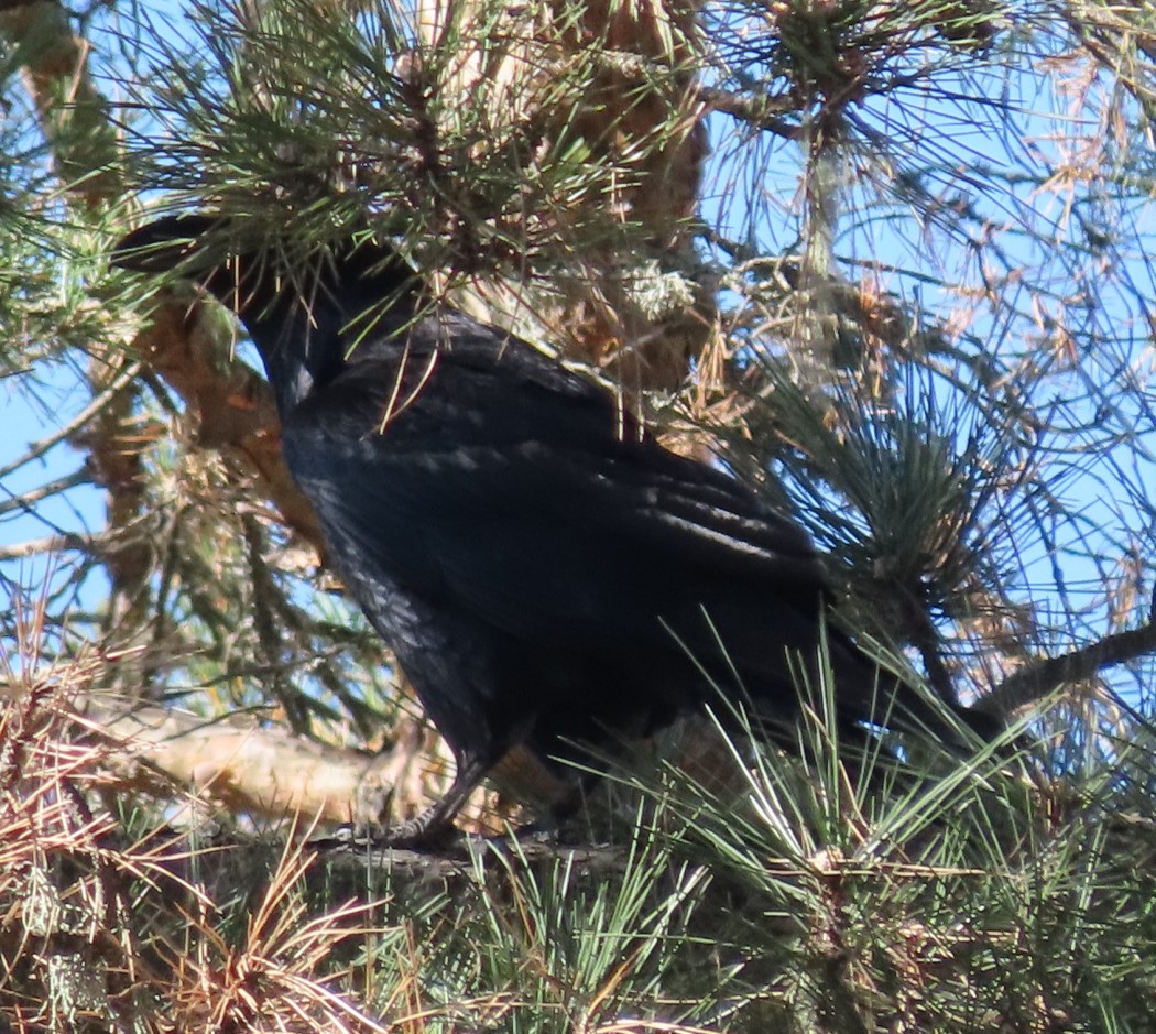 Northern Raven