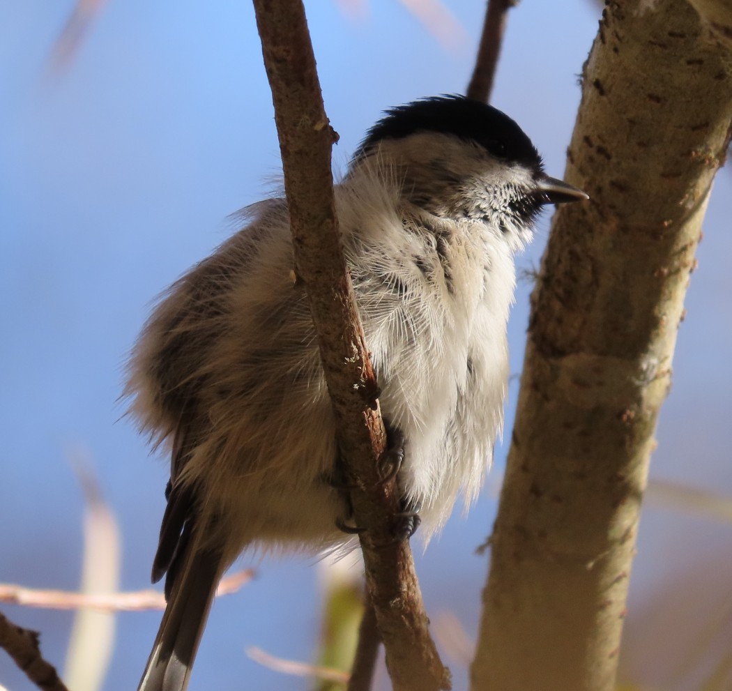 Marsh Tit