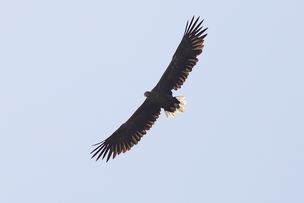 Akkuyruklu kartal