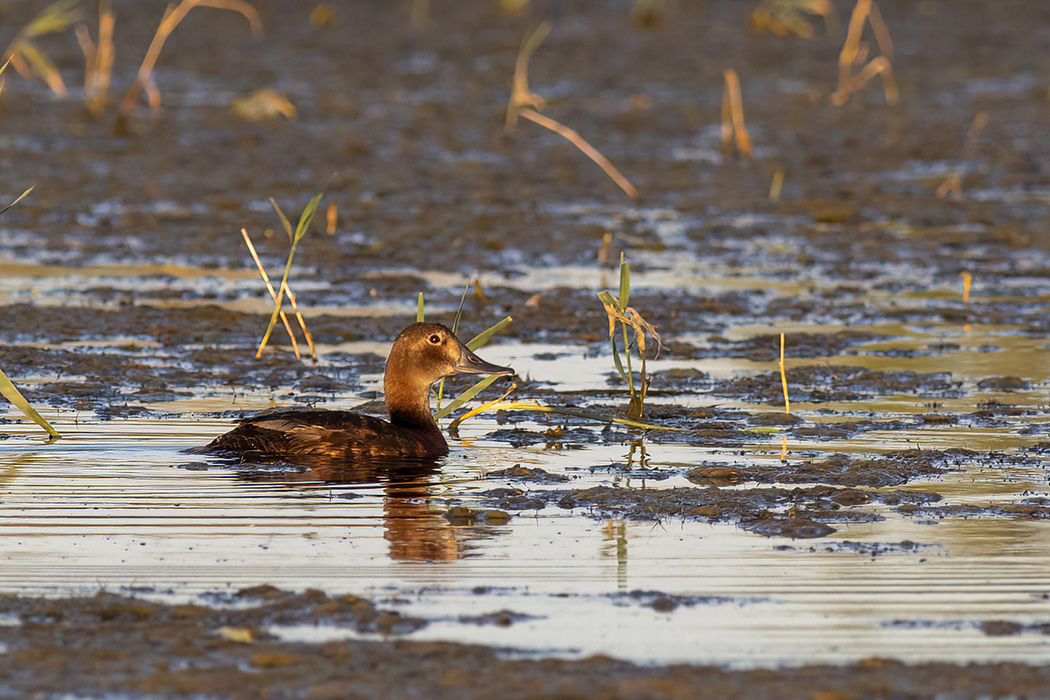 Common Pochard
