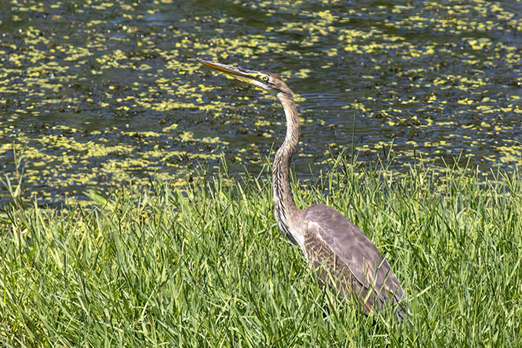 Purple Heron