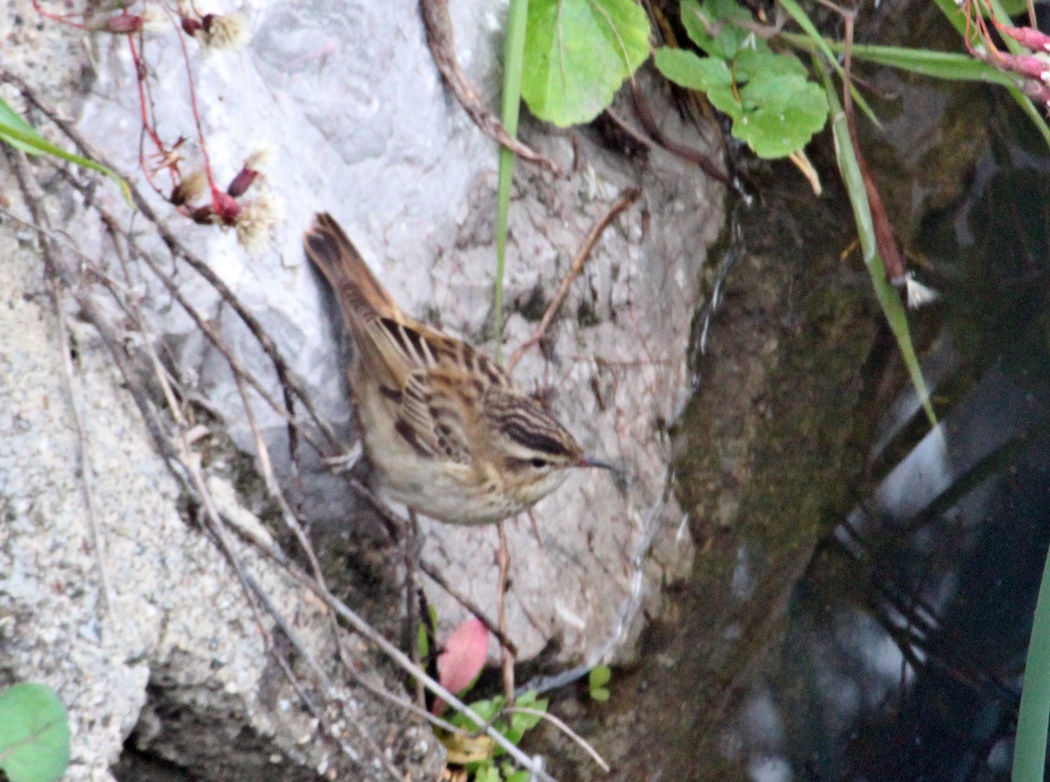 Sedge Warbler