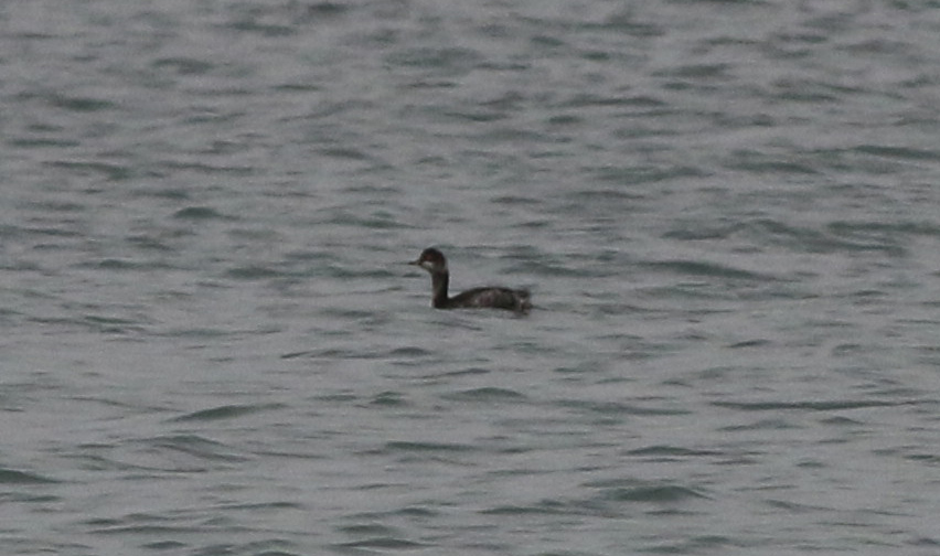 Black-necked Grebe