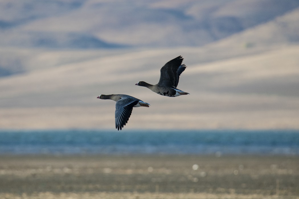 Lesser White-fronted Goose