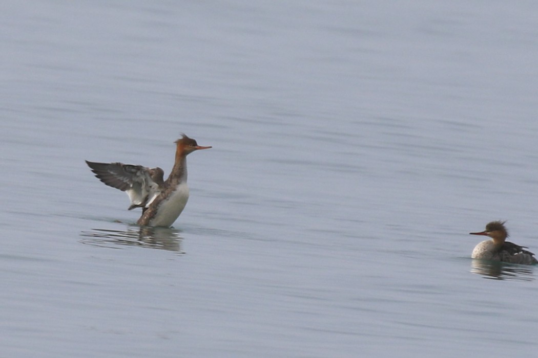 Red-breasted Merganser