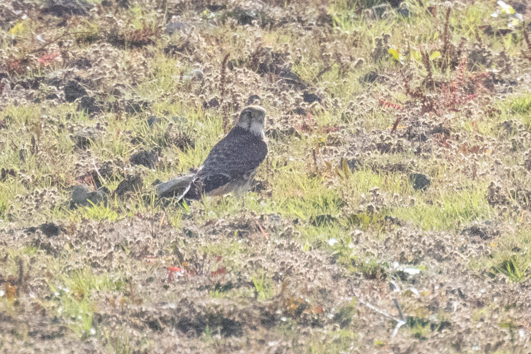 Merlin