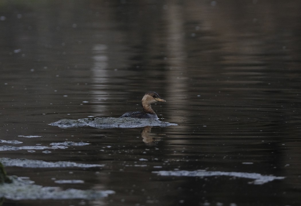 Little Grebe
