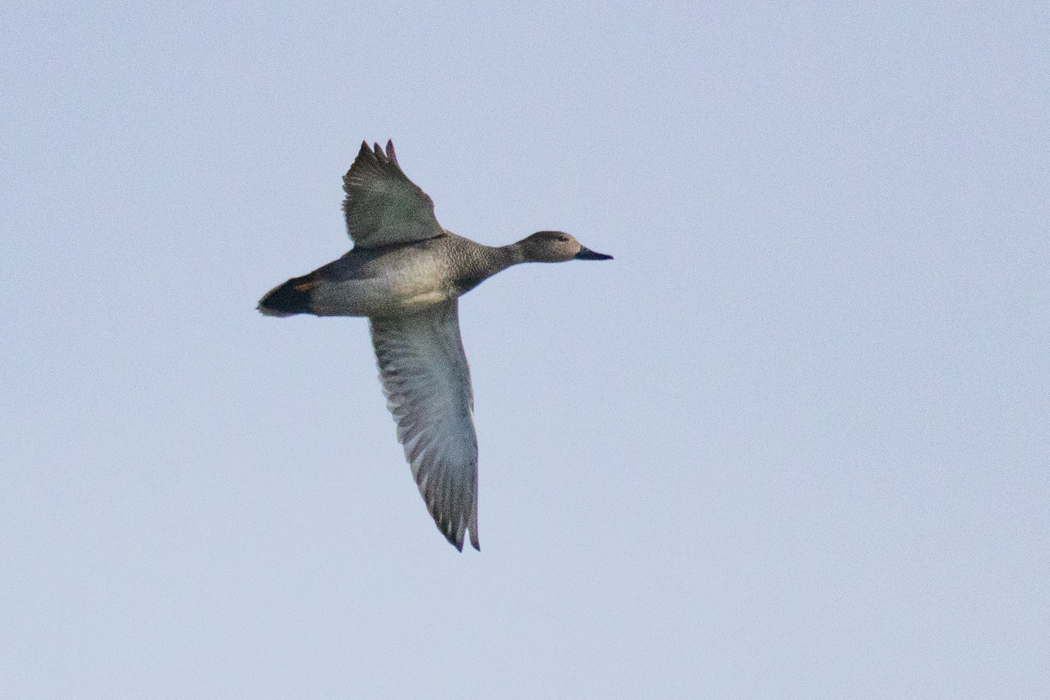 Gadwall
