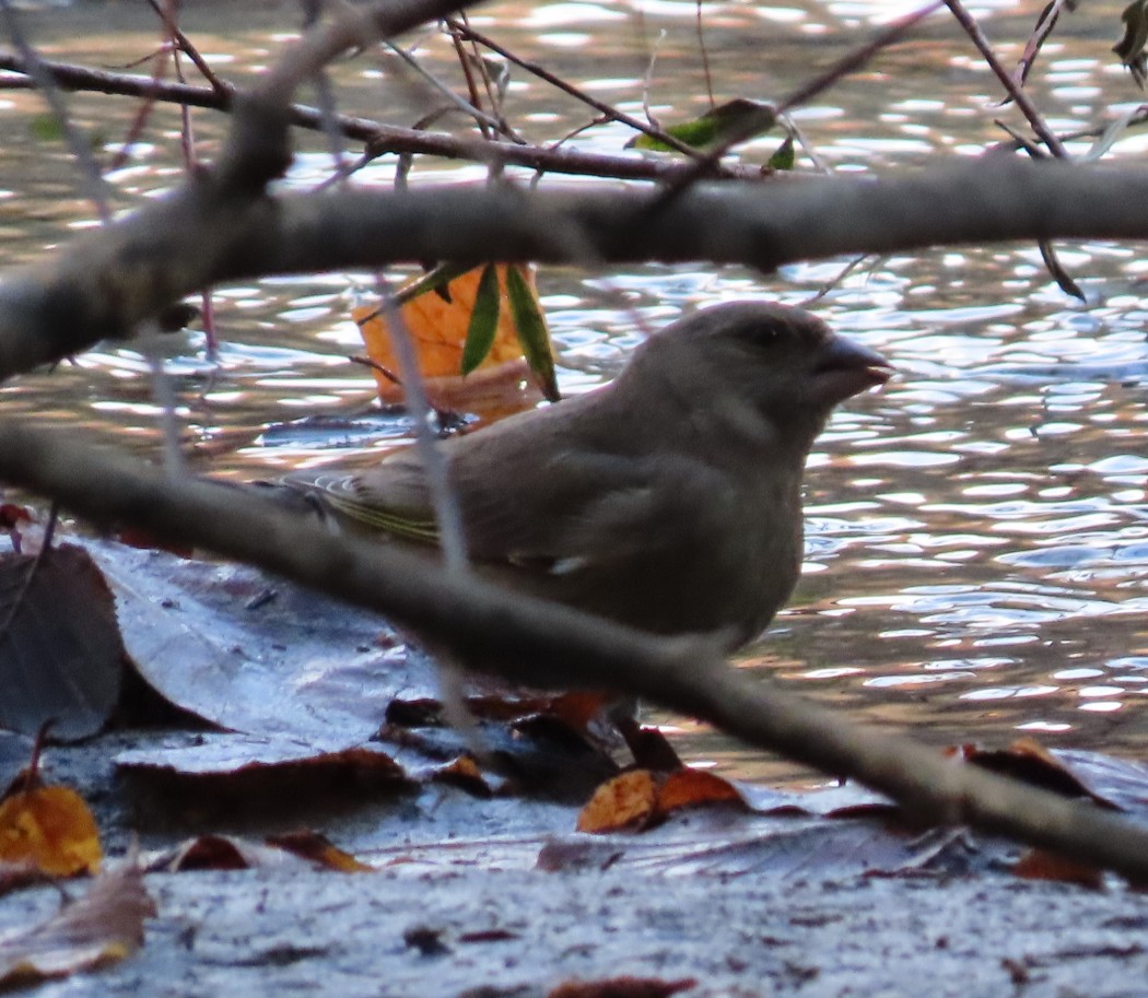 European Greenfinch