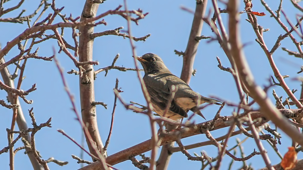 Black-throated Thrush