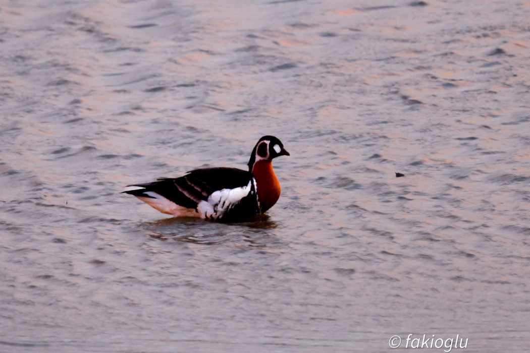 Red-breasted Goose