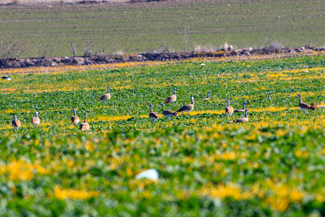 Great Bustard