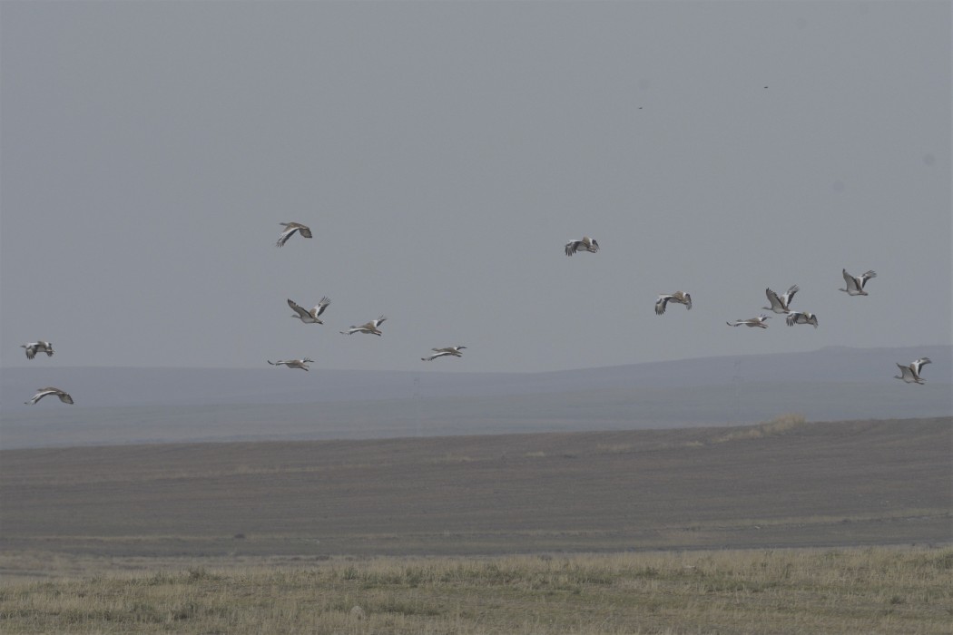 Great Bustard