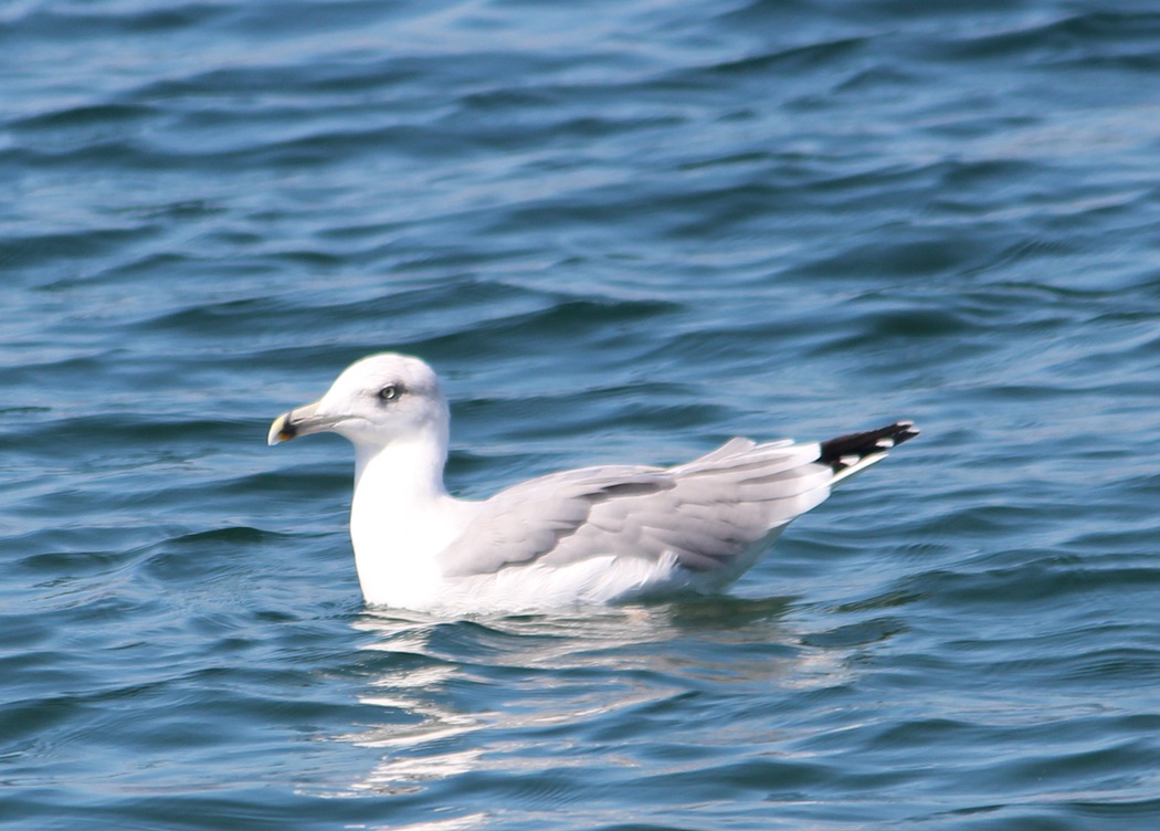Yellow-legged Gull