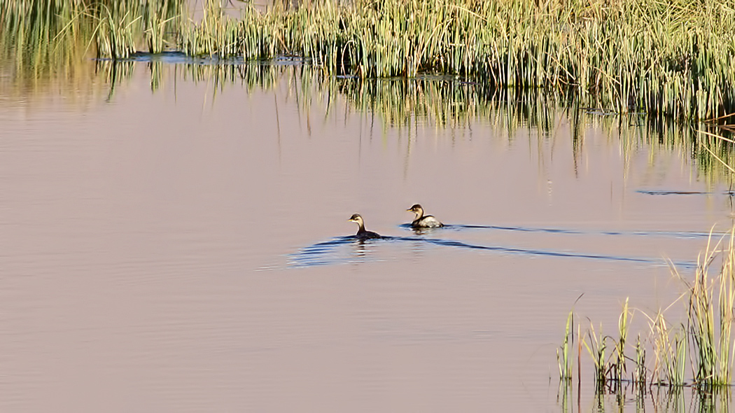 Little Grebe