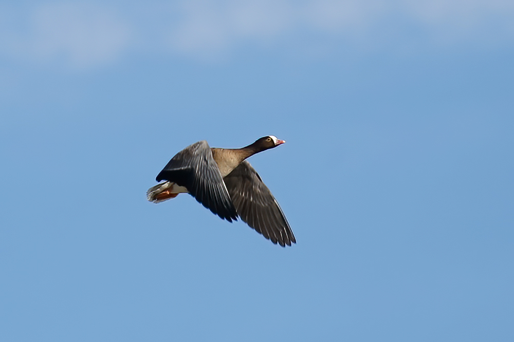 Lesser White-fronted Goose